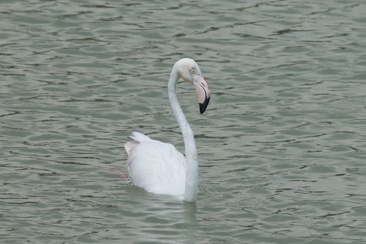 Greater Flamingo - ML638014144