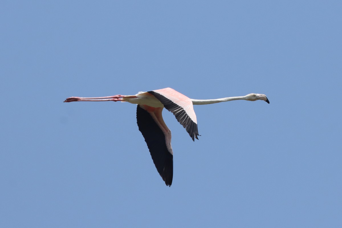 Greater Flamingo - ML638014145
