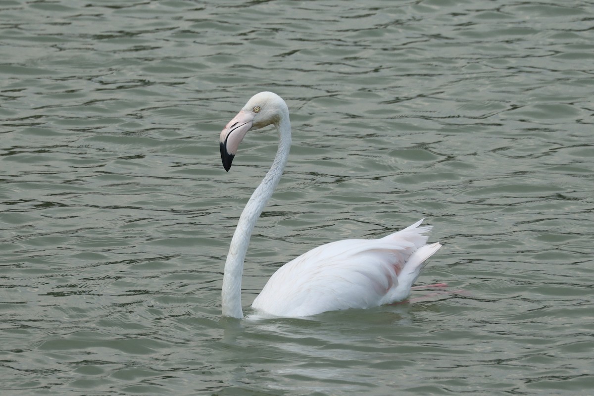 Greater Flamingo - ML638014146
