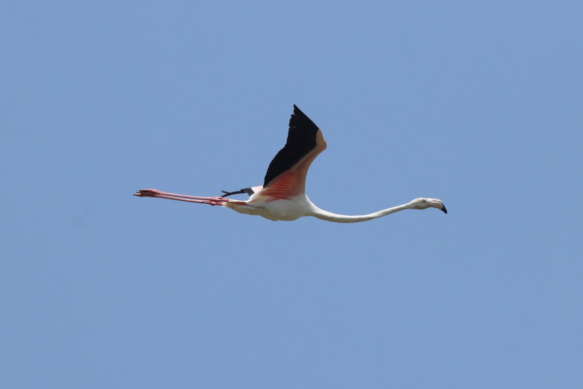 Greater Flamingo - ML638014147