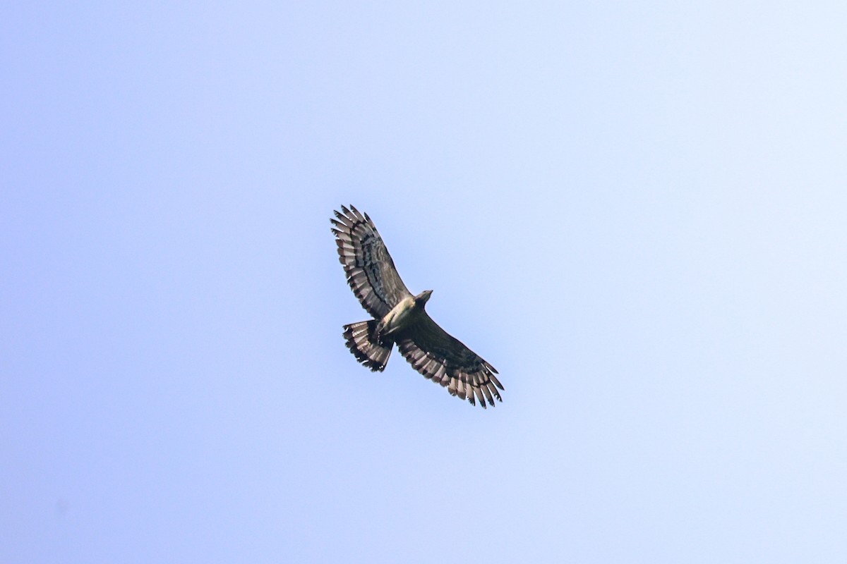 Oriental Honey-buzzard - ML638014242