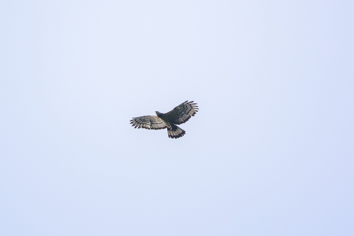 Oriental Honey-buzzard - ML638014243