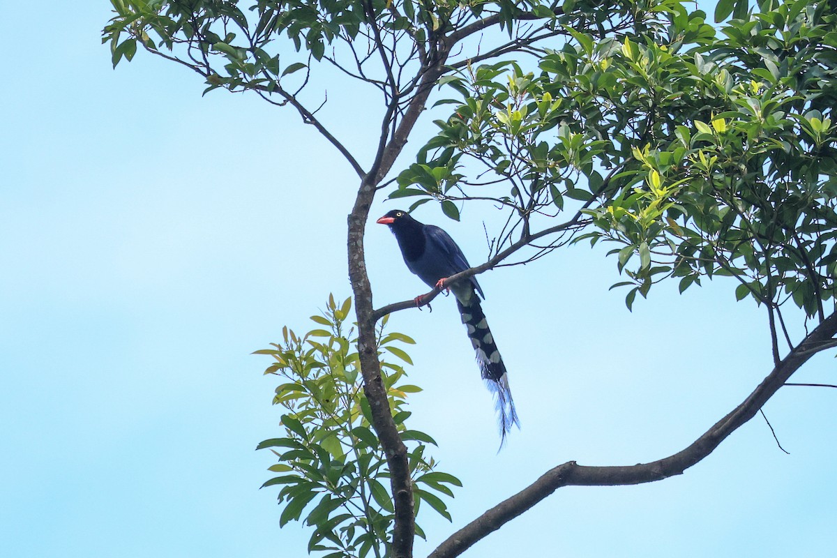 Taiwan Blue-Magpie - ML638014244