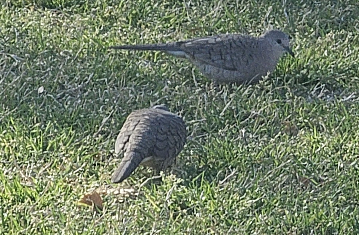 Inca Dove - ML638014266