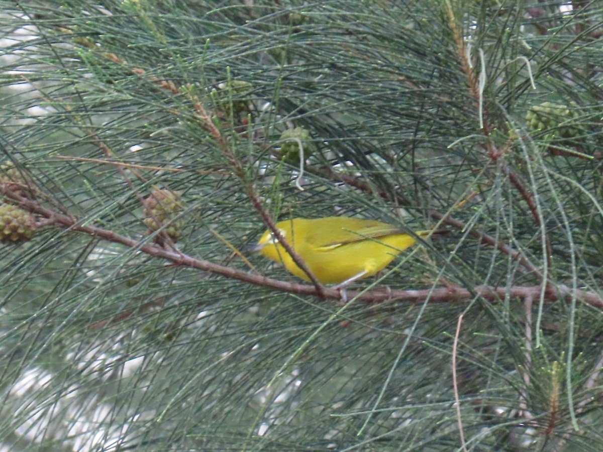Javan White-eye - ML638014308