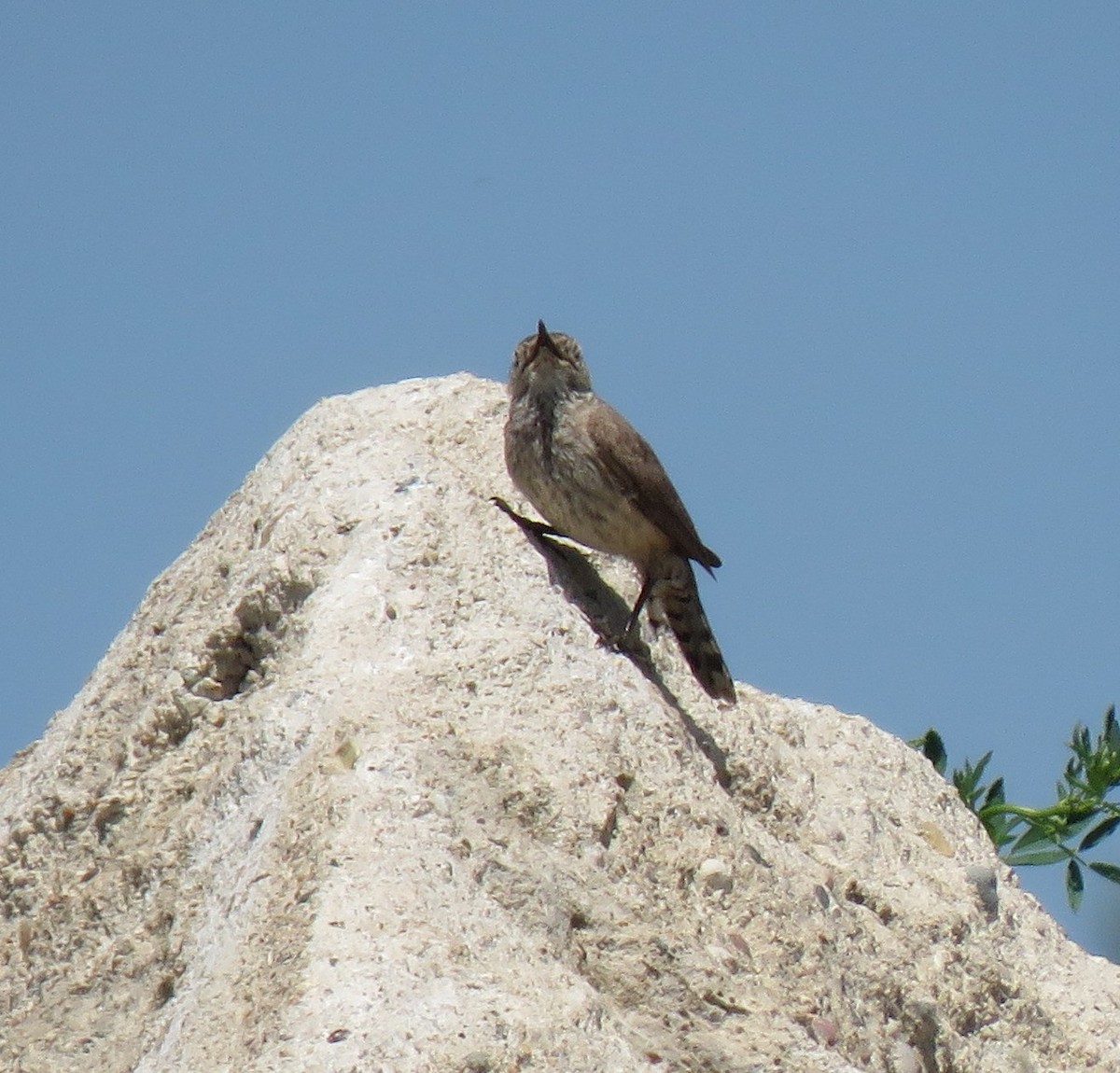 Rock Wren - ML638014312