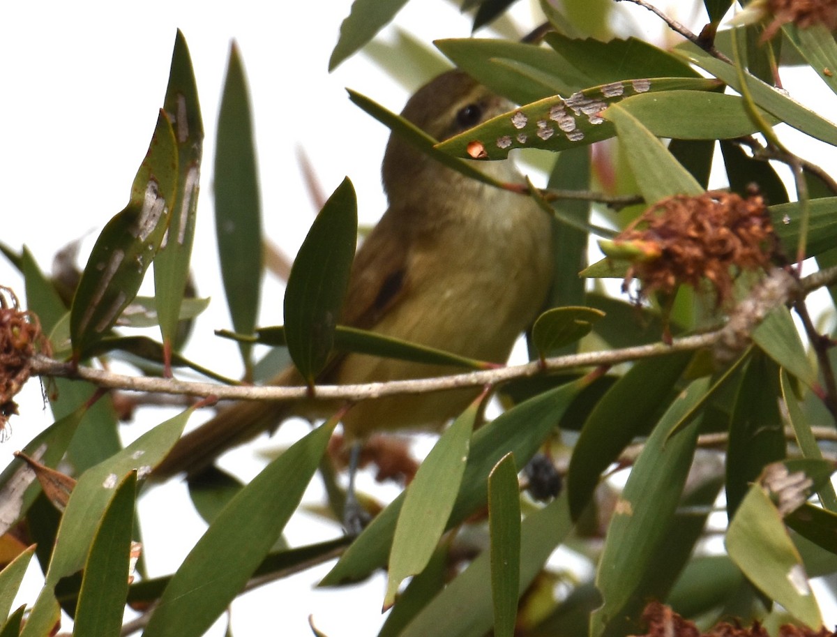 Australian Reed Warbler - ML638014313