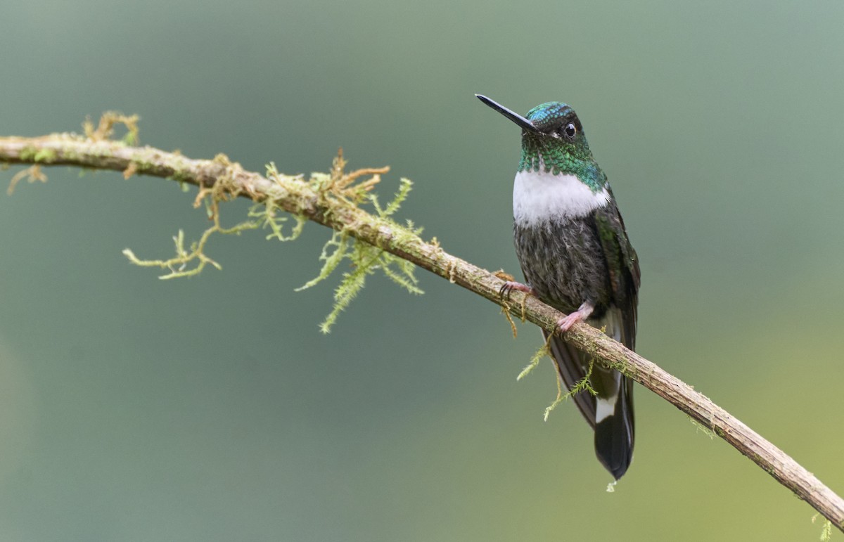 Collared Inca (Collared) - ML638014319