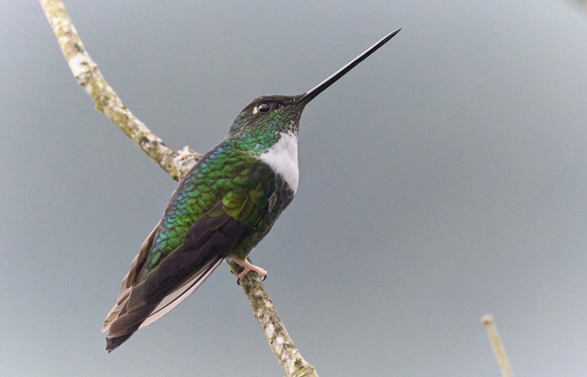 Collared Inca (Collared) - ML638014320