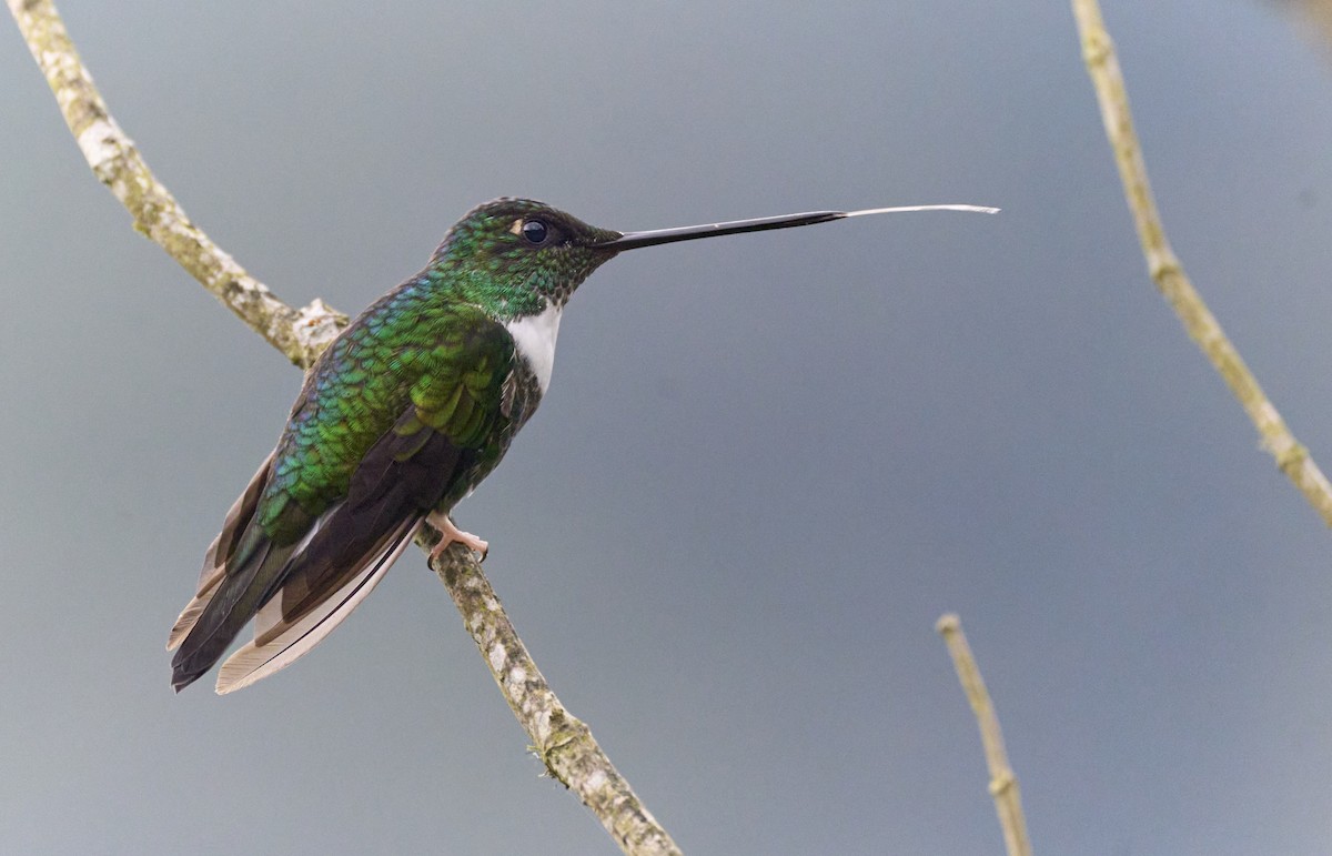 Collared Inca (Collared) - ML638014321