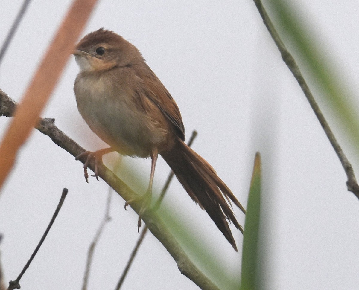 Tawny Grassbird - ML638014363