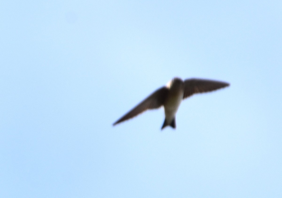 Tree Martin - ML638014371