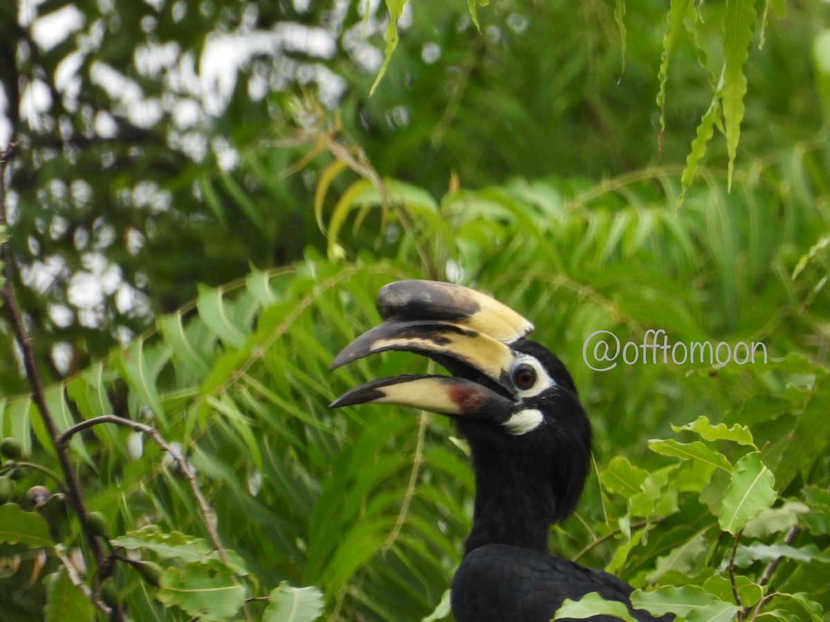Oriental Pied-Hornbill - ML638014388