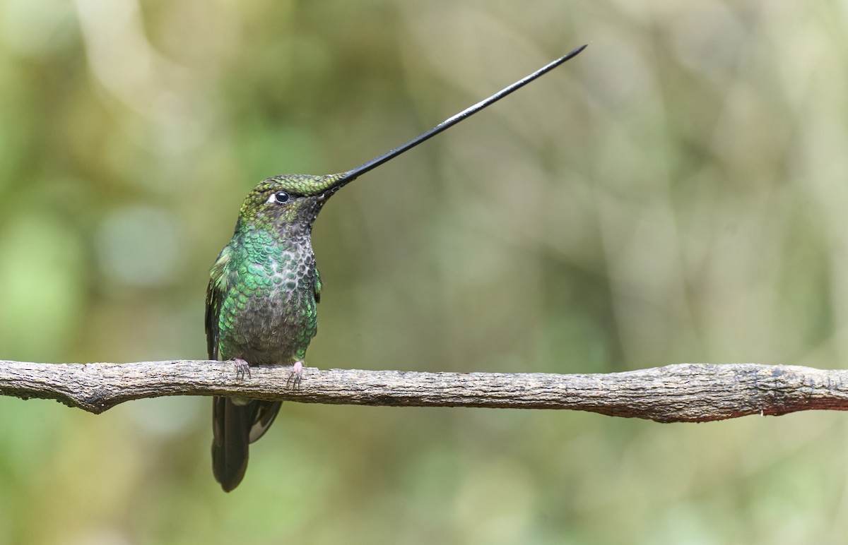 Sword-billed Hummingbird - ML638014392