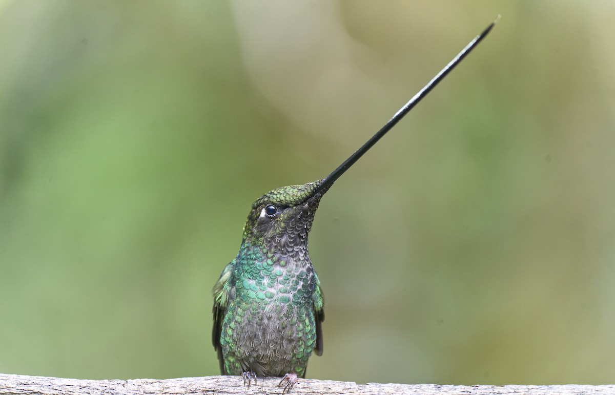 Sword-billed Hummingbird - ML638014393