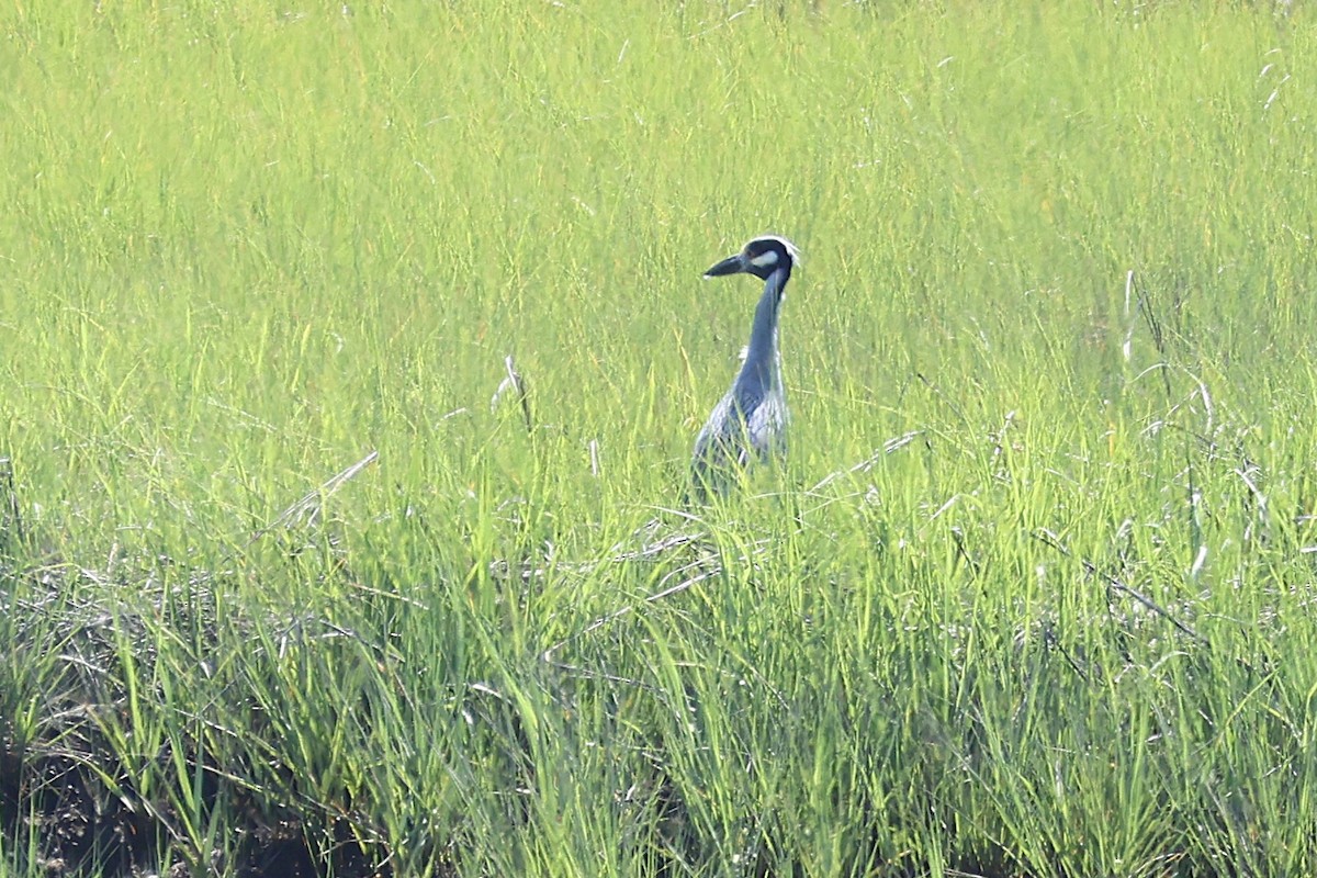 Yellow-crowned Night Heron - ML638014418