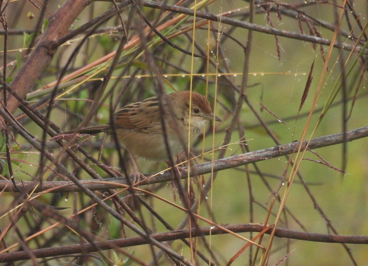 Tawny Grassbird - ML638014420