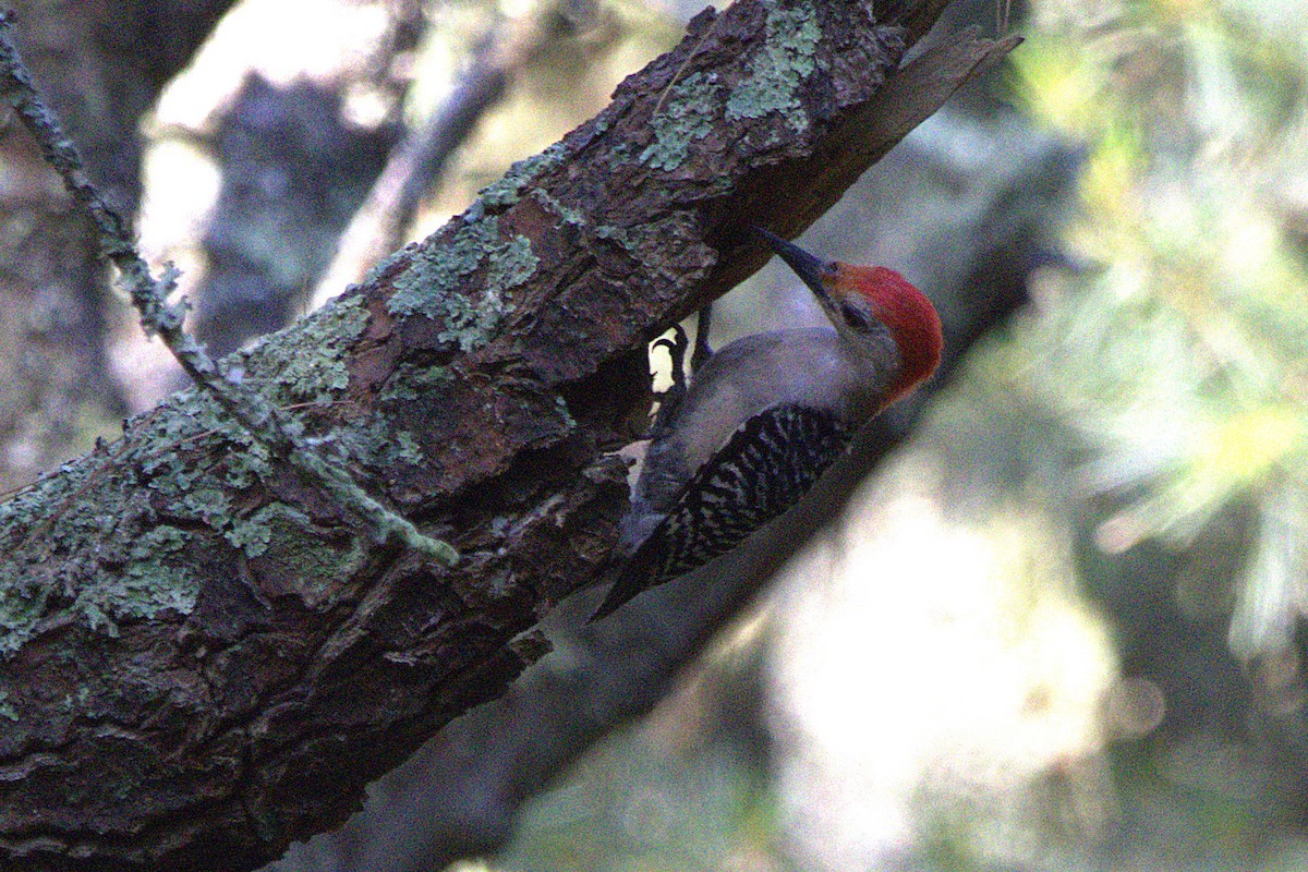 Red-bellied Woodpecker - ML638014432