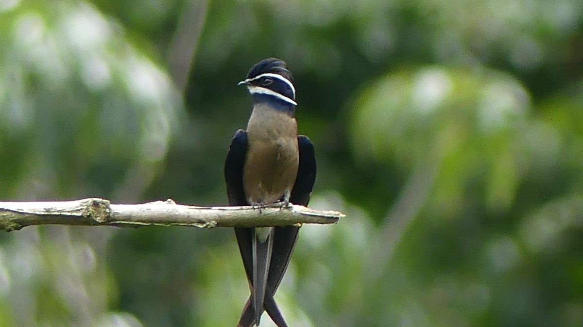 Whiskered Treeswift - ML638014508