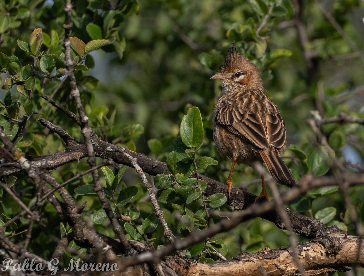 Chacobuschläufer - ML638014519