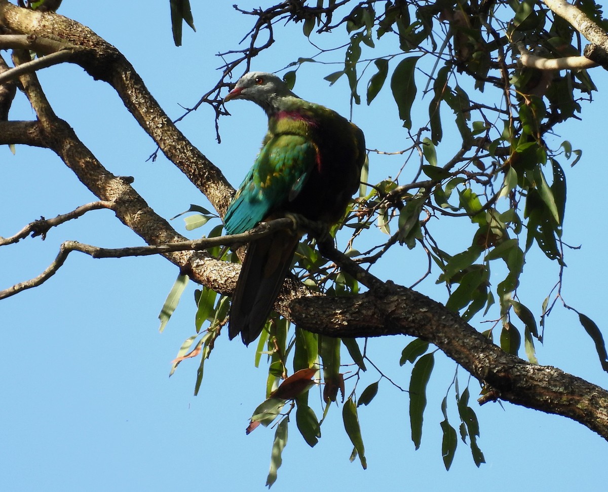Wompoo Fruit-Dove - ML638014525