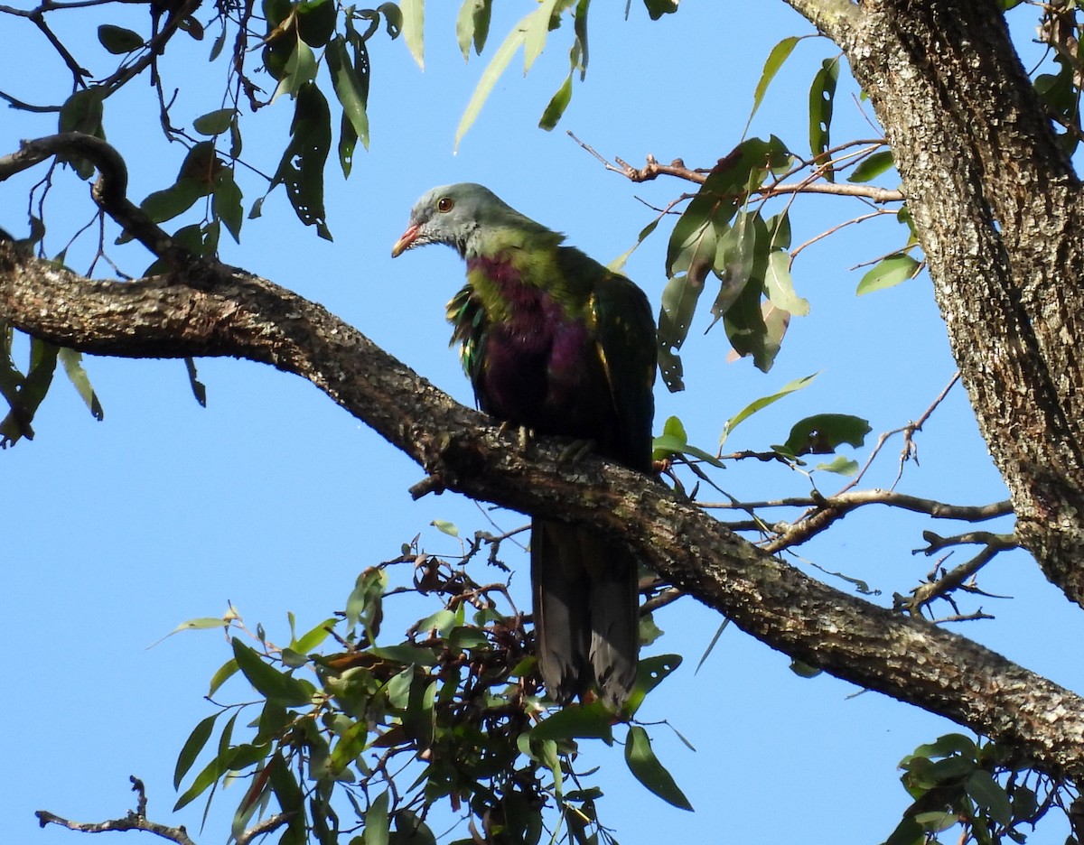 Wompoo Fruit-Dove - ML638014527
