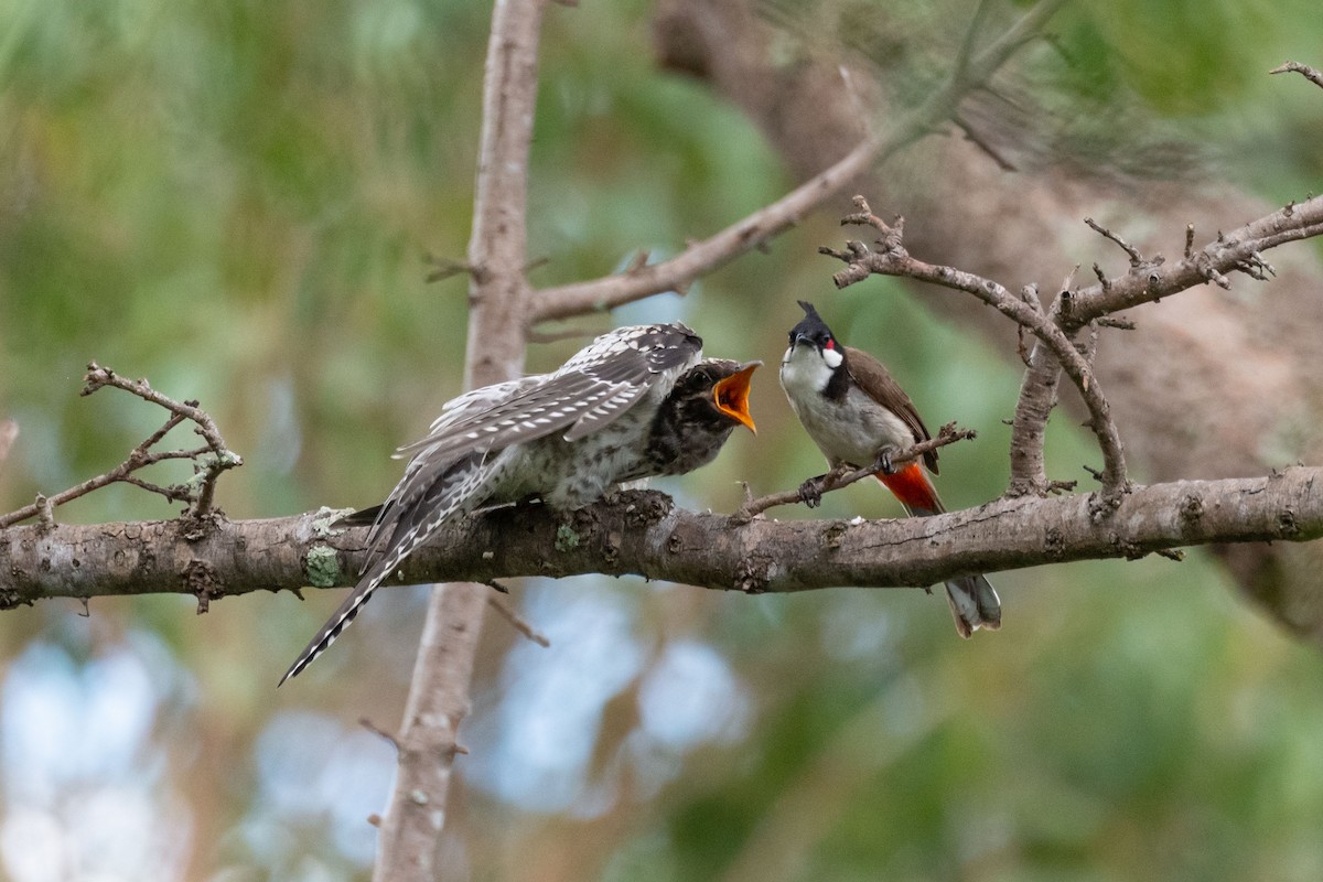 Pallid Cuckoo - ML638014538