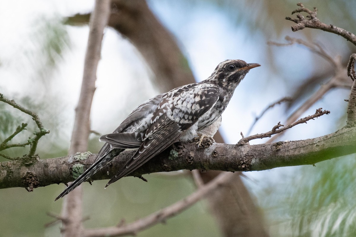 Pallid Cuckoo - ML638014546