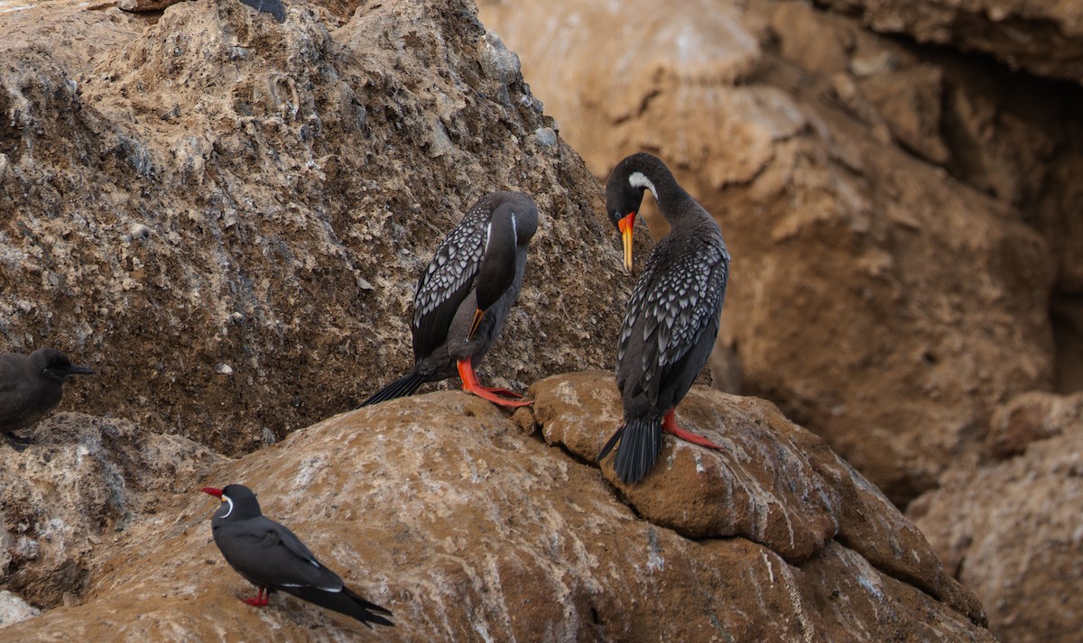 Red-legged Cormorant - ML638014563