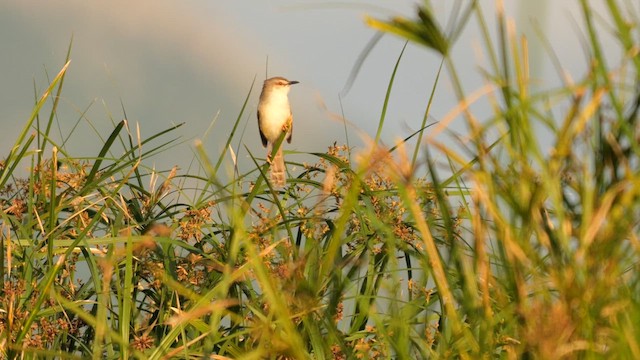 Tawny-flanked Prinia - ML638014564