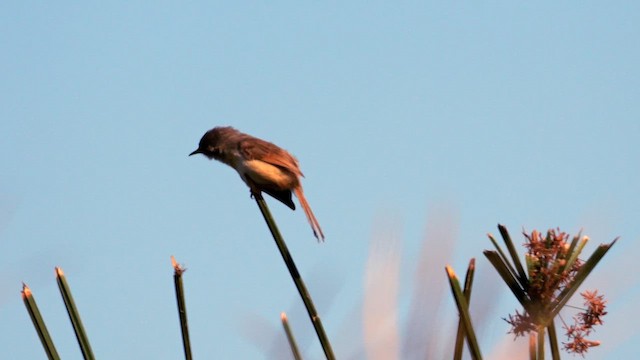 Tawny-flanked Prinia - ML638014565