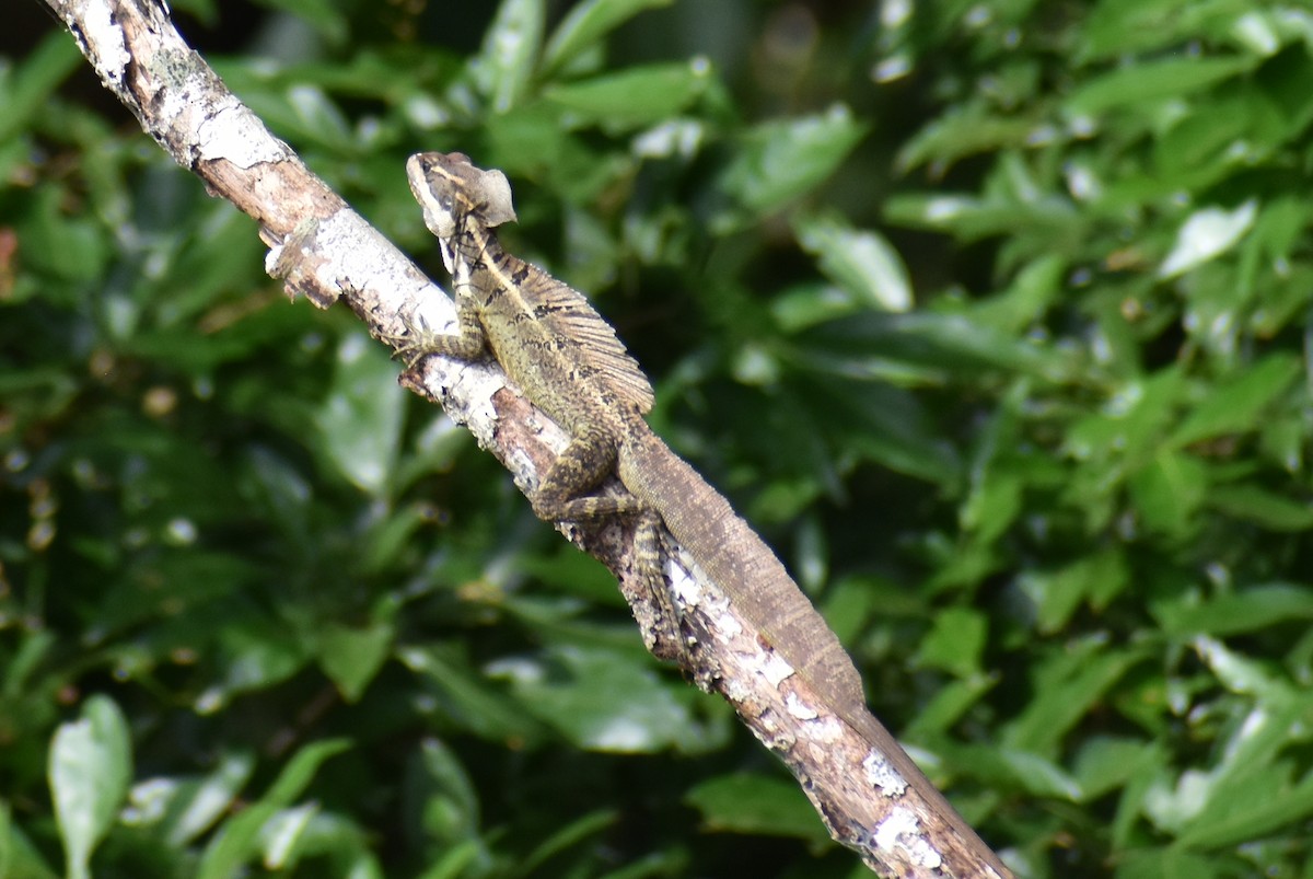 Common Basilisk - ML638014607
