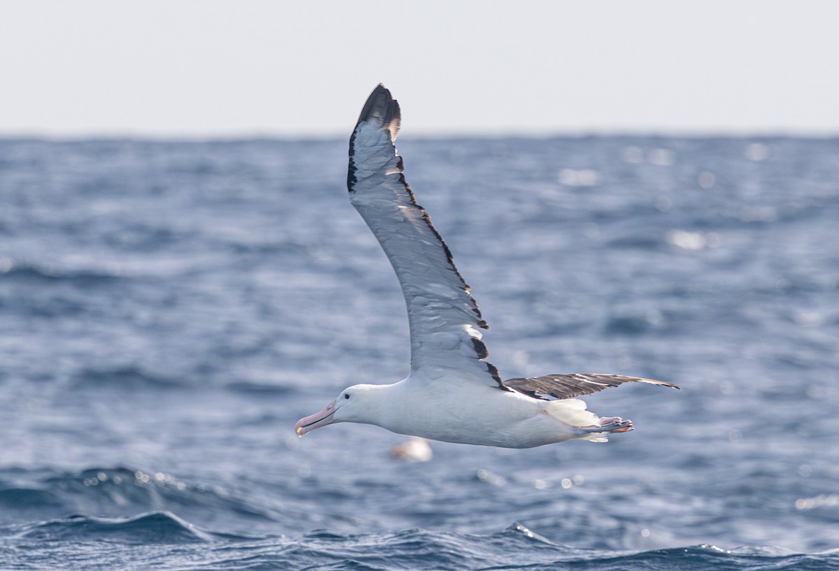 Northern Royal Albatross - ML638014635