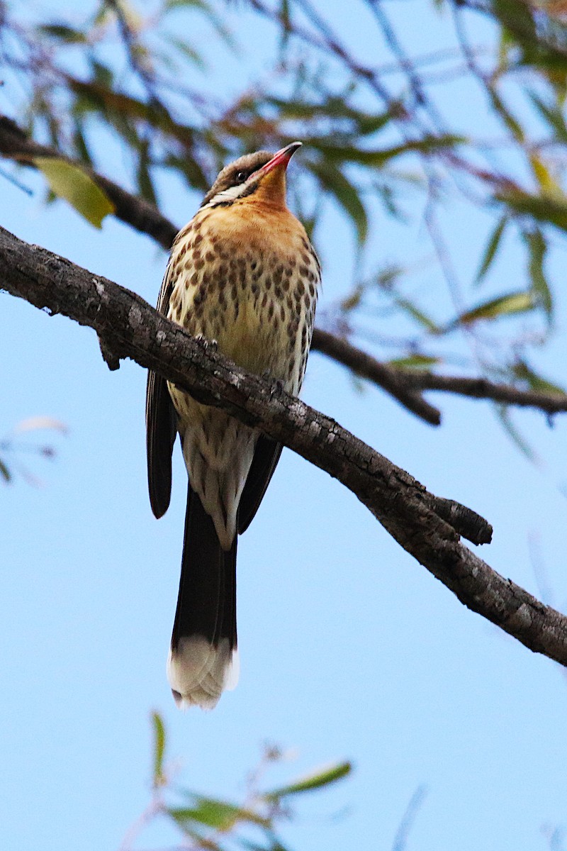 Spiny-cheeked Honeyeater - ML638014673
