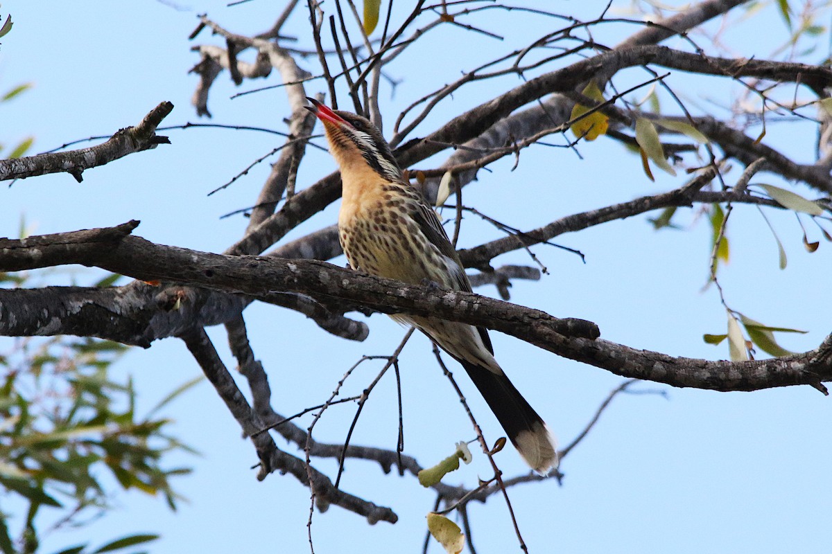 Spiny-cheeked Honeyeater - ML638014675