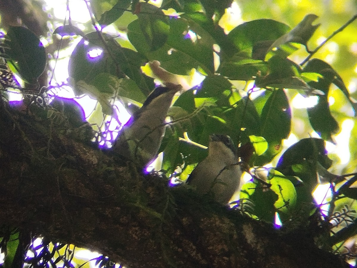 White-browed Shrike-Babbler - ML638014700