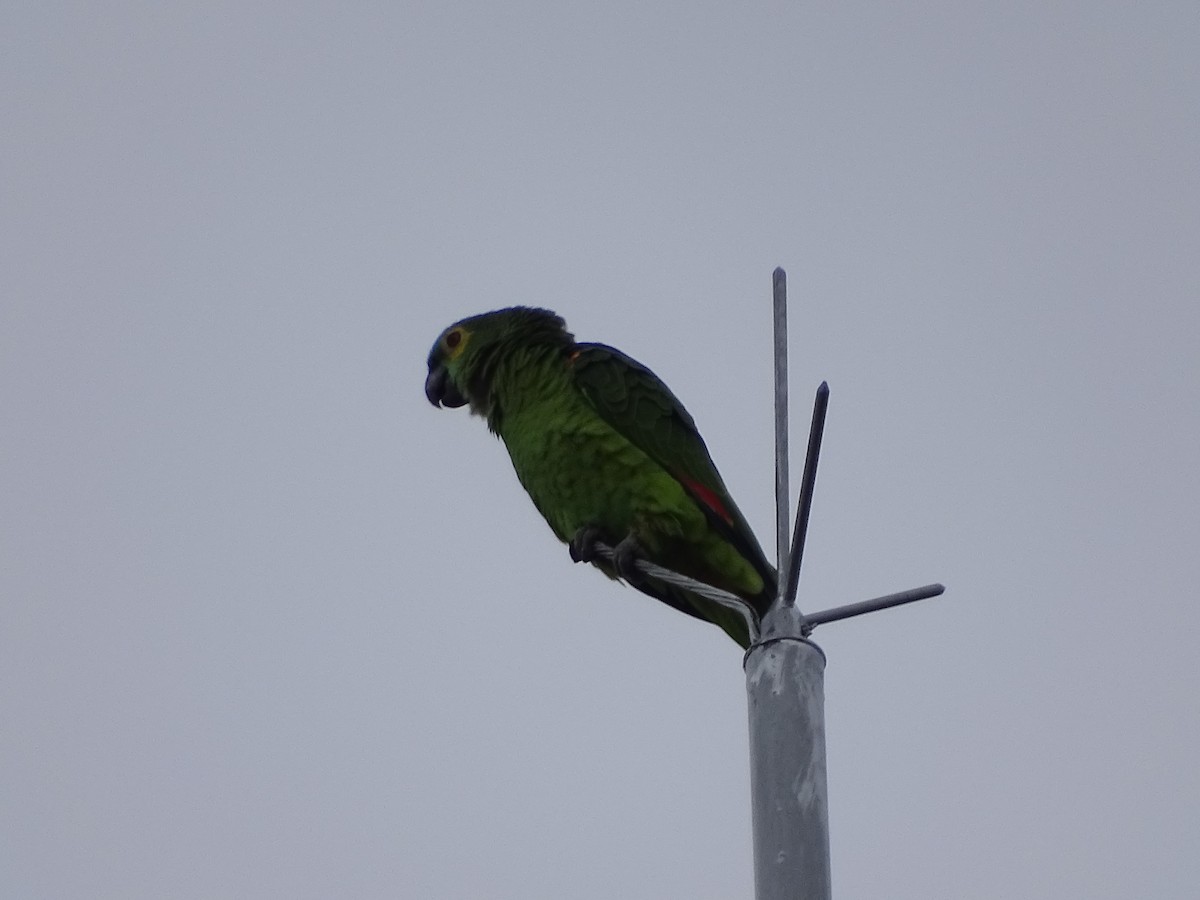 Turquoise-fronted Amazon - ML638014729