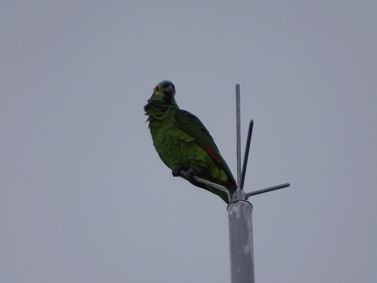 Turquoise-fronted Amazon - ML638014730