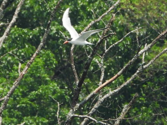 裏海燕鷗 - ML638014782