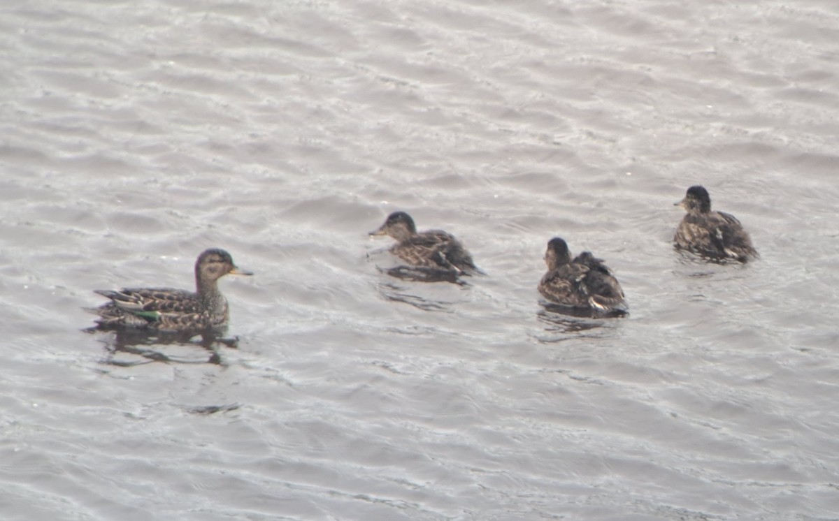 Green-winged Teal (Eurasian) - ML638014790