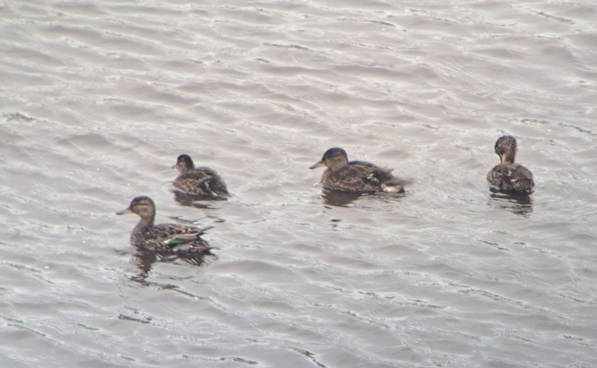 Green-winged Teal (Eurasian) - ML638014791
