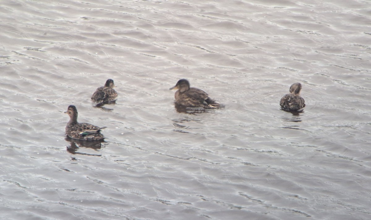 Green-winged Teal (Eurasian) - ML638014792