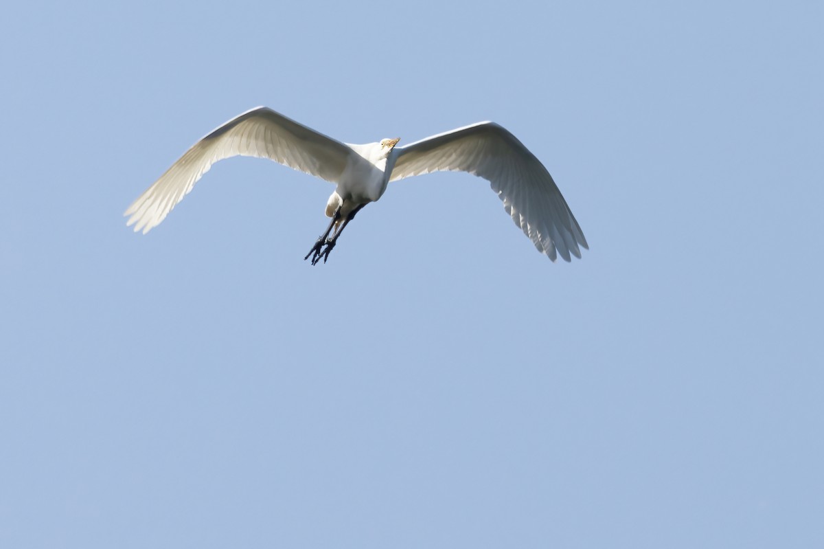 Great Egret - ML638014809