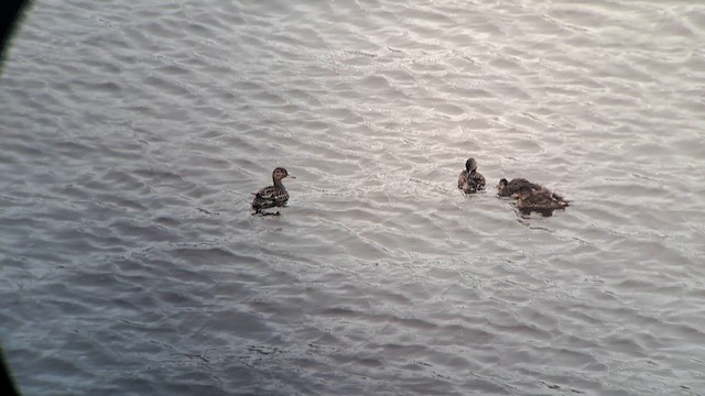 Green-winged Teal (Eurasian) - ML638014834