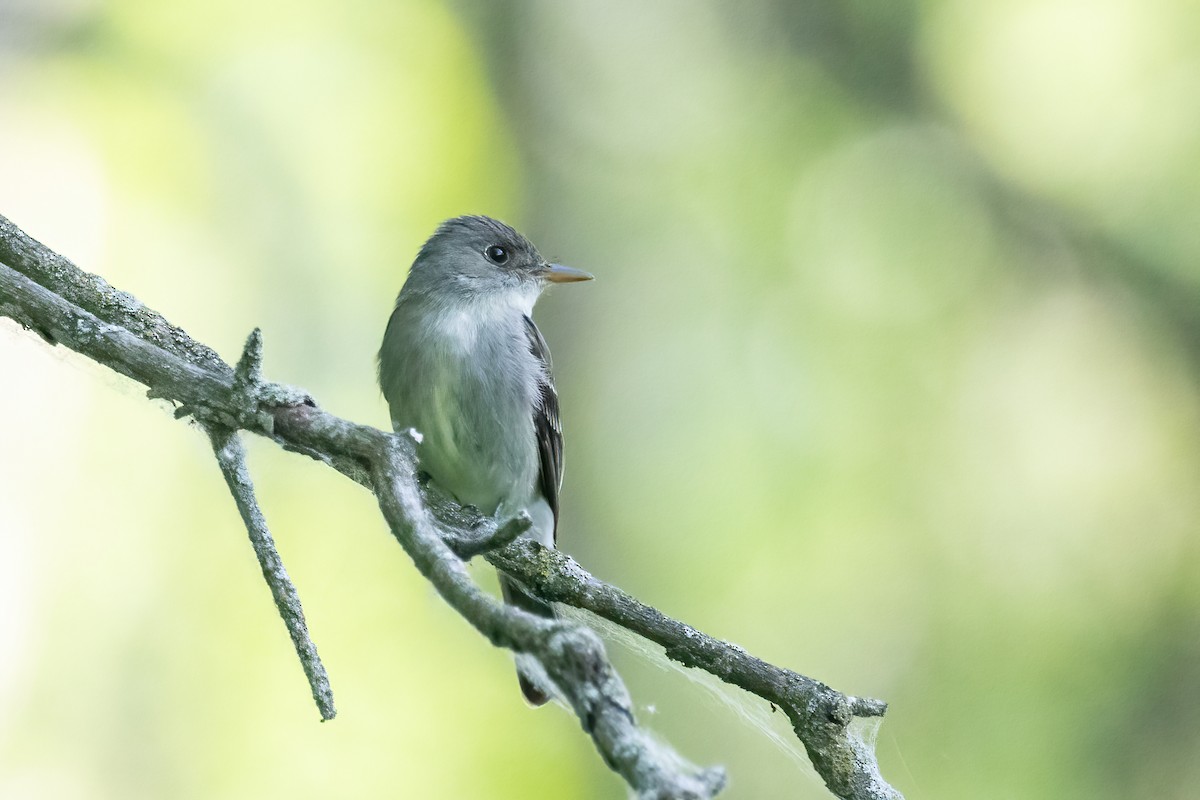 Eastern Wood-Pewee - ML638014836