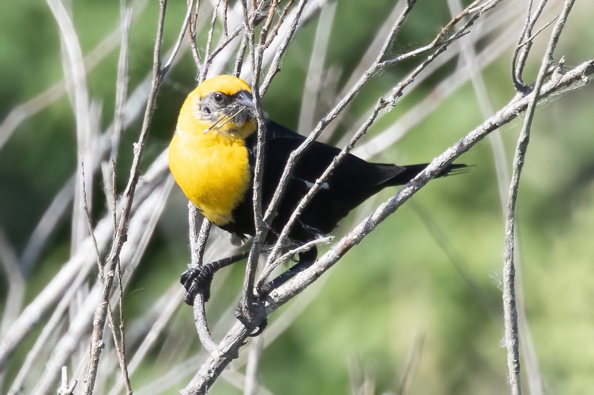 Yellow-headed Blackbird - ML638014841