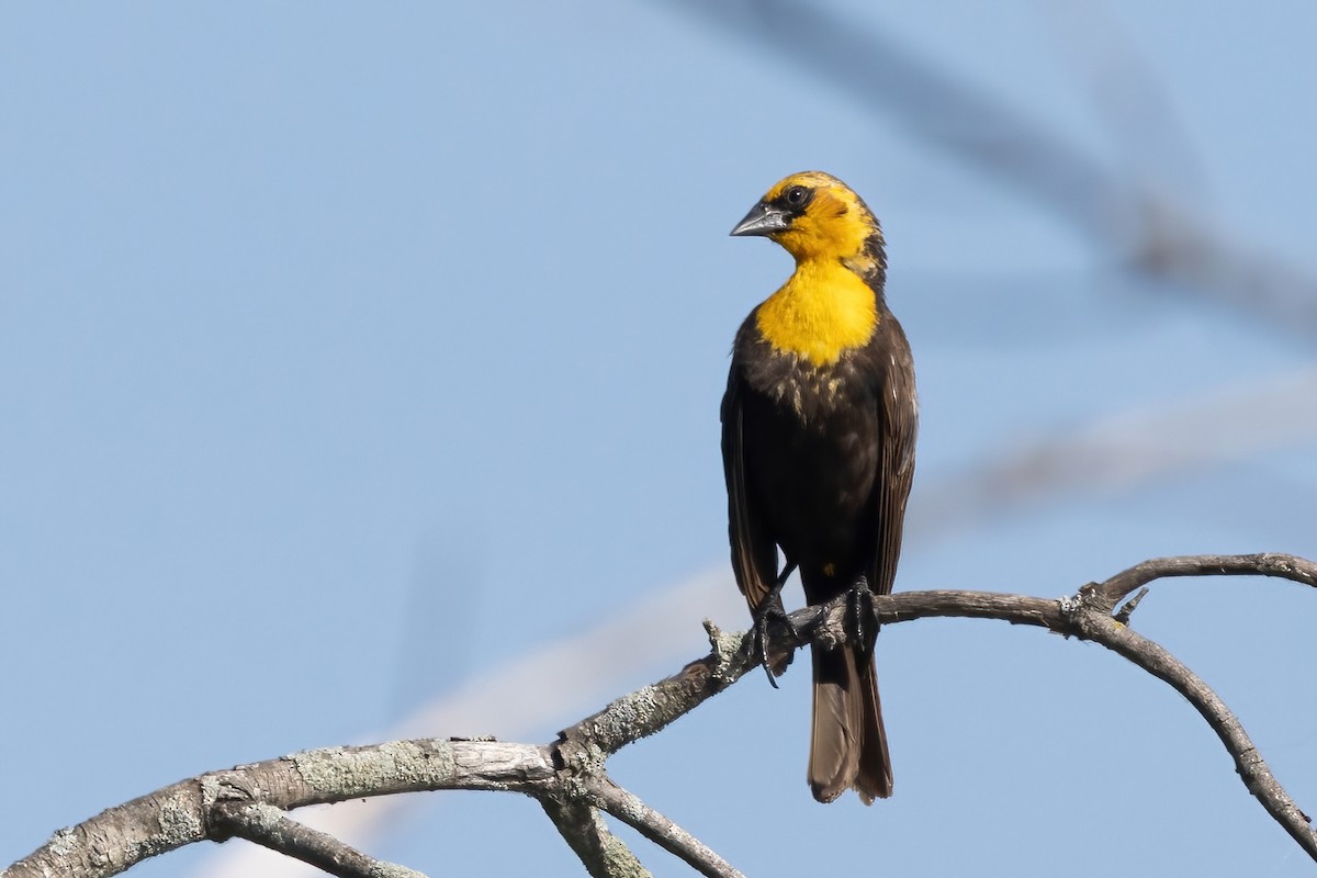 Yellow-headed Blackbird - ML638014842