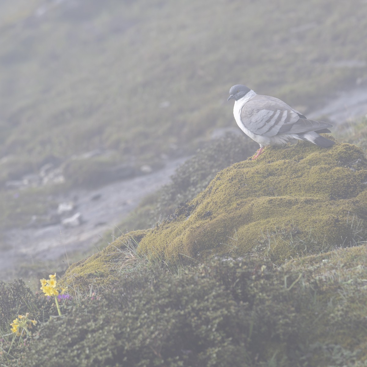 Snow Pigeon - ML638014844