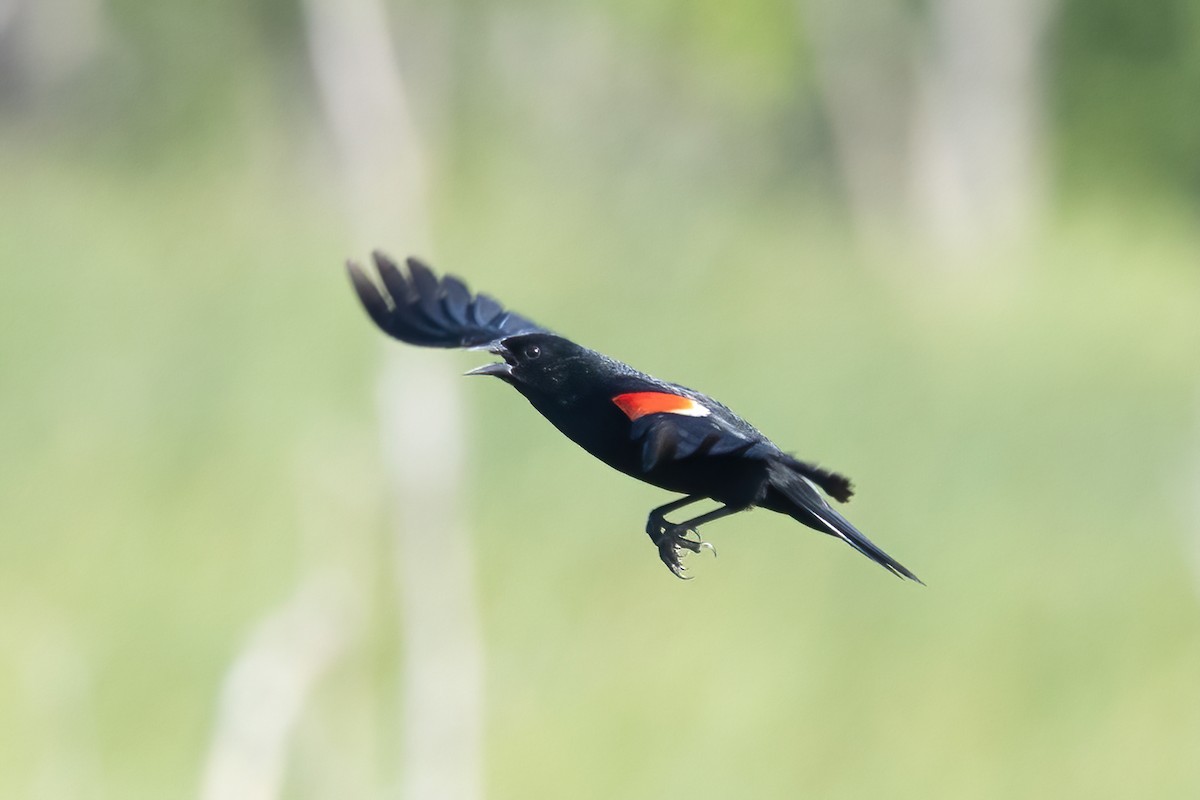 Red-winged Blackbird - ML638014848