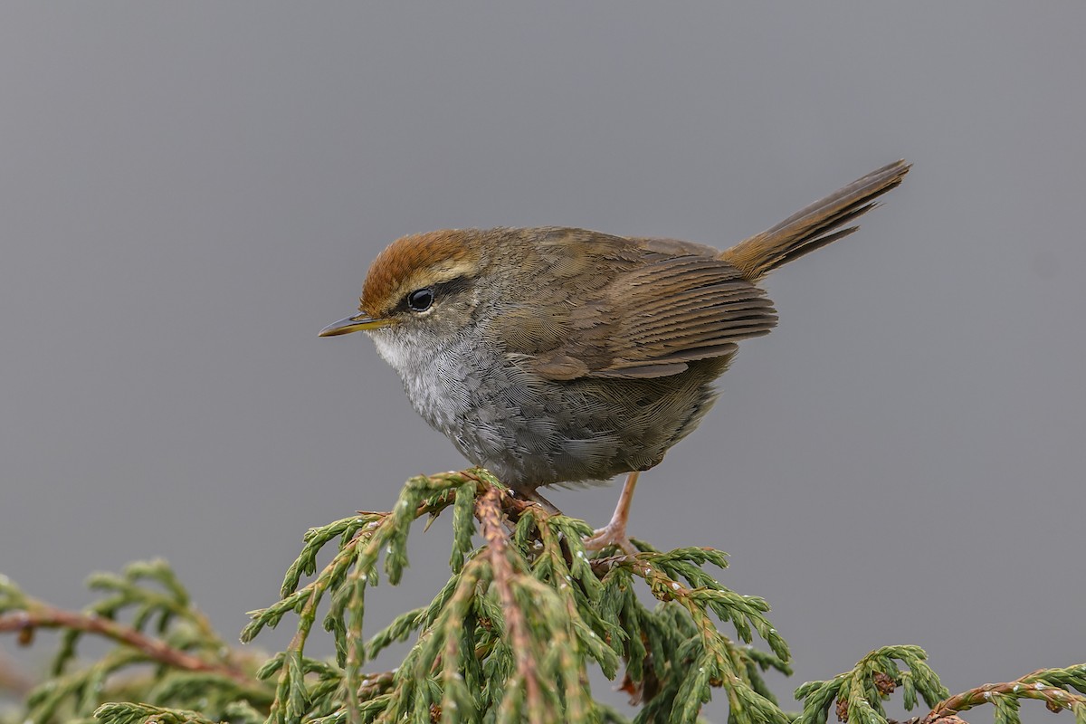 Gray-sided Bush Warbler - ML638014852